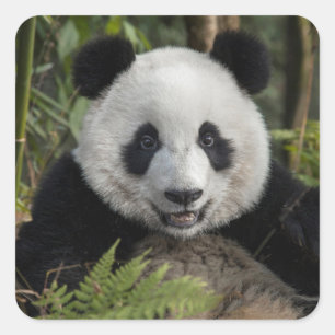 Happy young panda, China Square Sticker