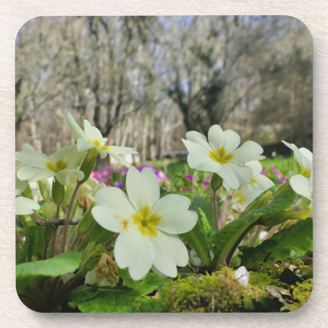 Harbinger of Spring  Beverage Coaster (Front)