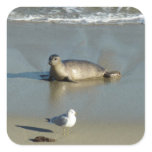Harbor Seal at La Jolla California