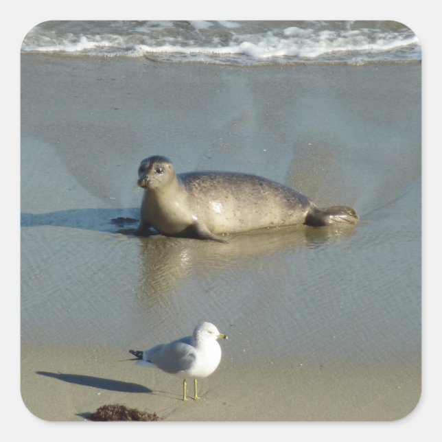 Harbor Seal at La Jolla California (Front)