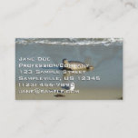 Harbor Seal at La Jolla California Business Card