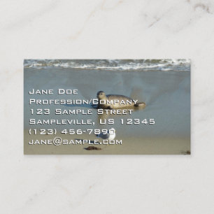 Harbor Seal at La Jolla California Business Card