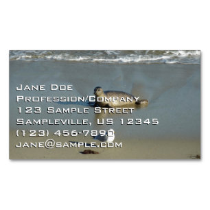Harbor Seal at La Jolla California Business Card Magnet