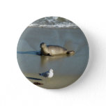 Harbor Seal at La Jolla California Button