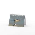 Harbor Seal at La Jolla California Card