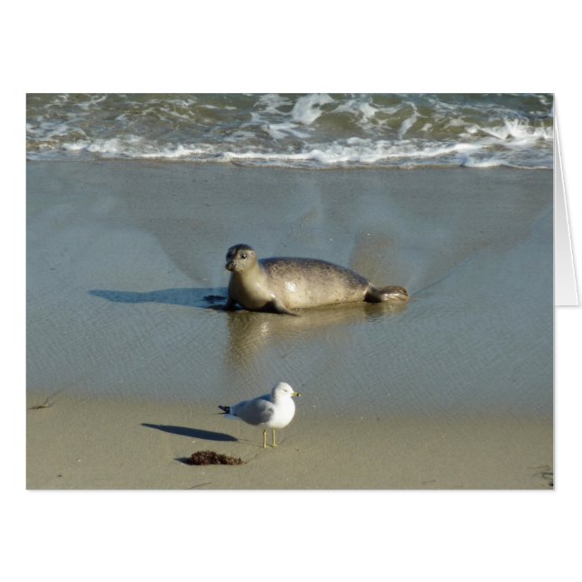 Harbor Seal at La Jolla California Card (Front Horizontal)