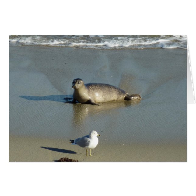 Harbor Seal at La Jolla California Cards (Front Horizontal)