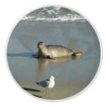 Harbor Seal at La Jolla California Ceramic Knob