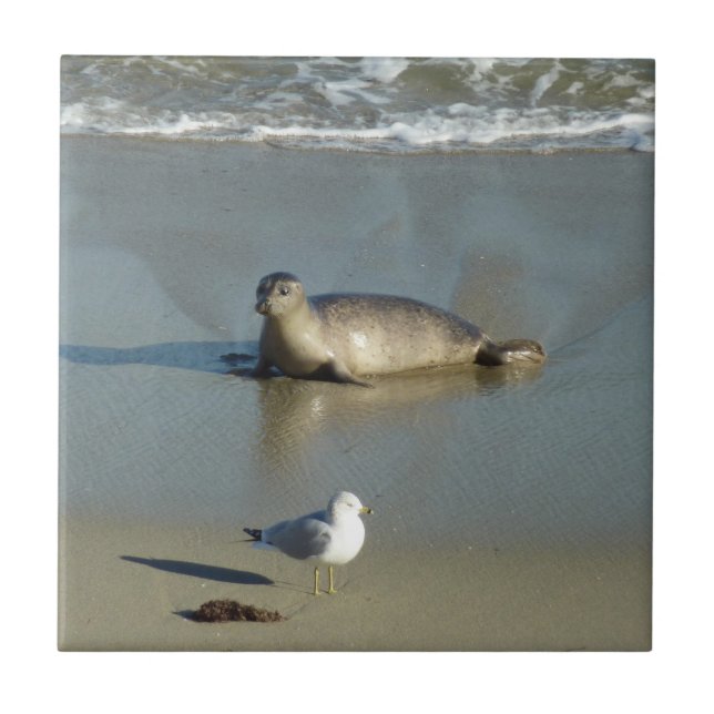 Harbor Seal at La Jolla California Ceramic Tile (Front)