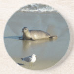 Harbor Seal at La Jolla California Coaster