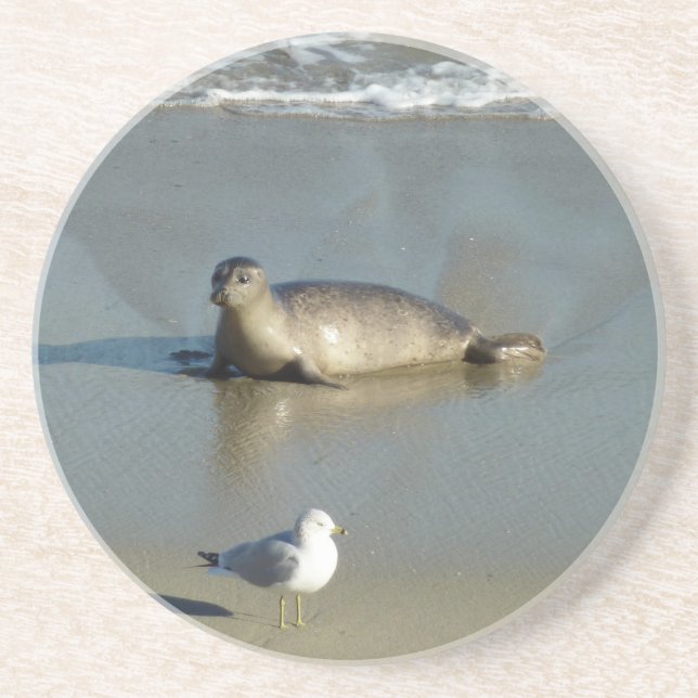 Harbor Seal at La Jolla California Coaster (Front)