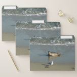 Harbor Seal at La Jolla California File Folder