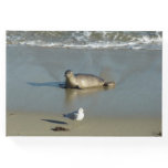 Harbor Seal at La Jolla California Guest Book