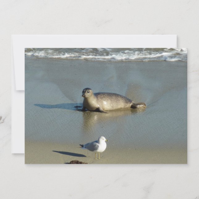 Harbor Seal at La Jolla California Holiday Card (Front)