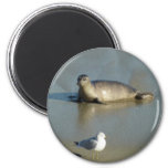Harbor Seal at La Jolla California Magnet