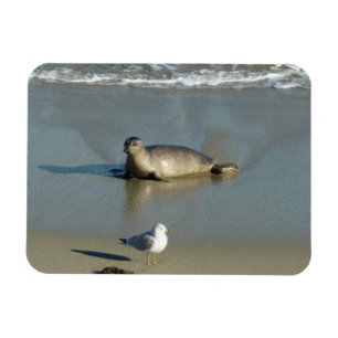 Harbor Seal at La Jolla California Magnet