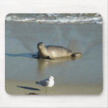 Harbor Seal at La Jolla California Mouse Pad