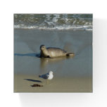 Harbor Seal at La Jolla California Paperweight