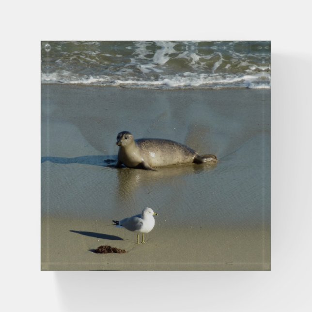 Harbor Seal at La Jolla California Paperweight (Front)