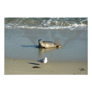 Harbor Seal at La Jolla California Photo Print