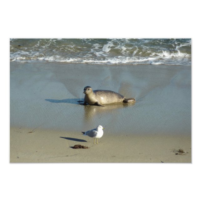 Harbor Seal at La Jolla California Photo Print (Front)