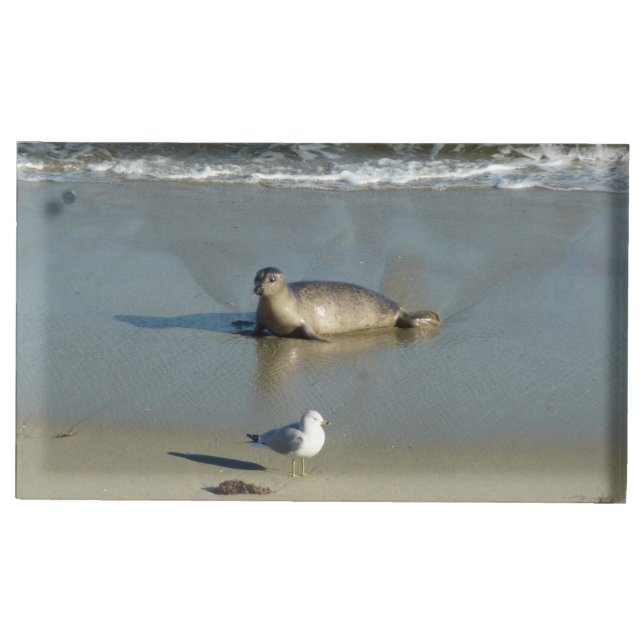 Harbor Seal at La Jolla California Place Card Holder (Front)