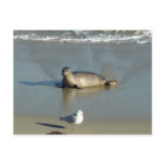 Harbor Seal at La Jolla California Postcard