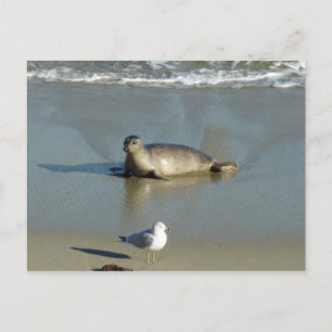 Harbor Seal at La Jolla California Postcard