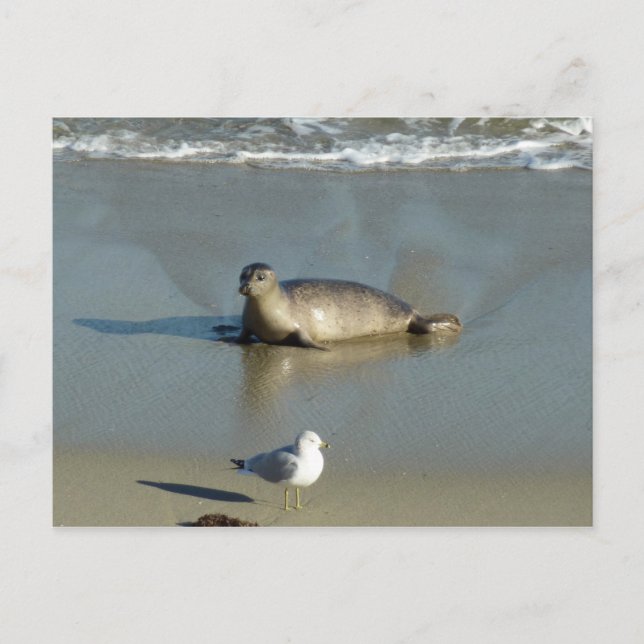 Harbor Seal at La Jolla California Postcard (Front)