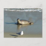 Harbor Seal at La Jolla California Postcard