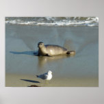 Harbor Seal at La Jolla California Poster
