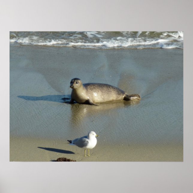 Harbor Seal at La Jolla California Poster (Front)
