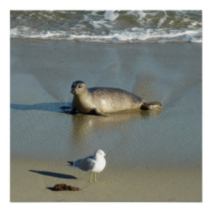 Harbor Seal at La Jolla California Poster