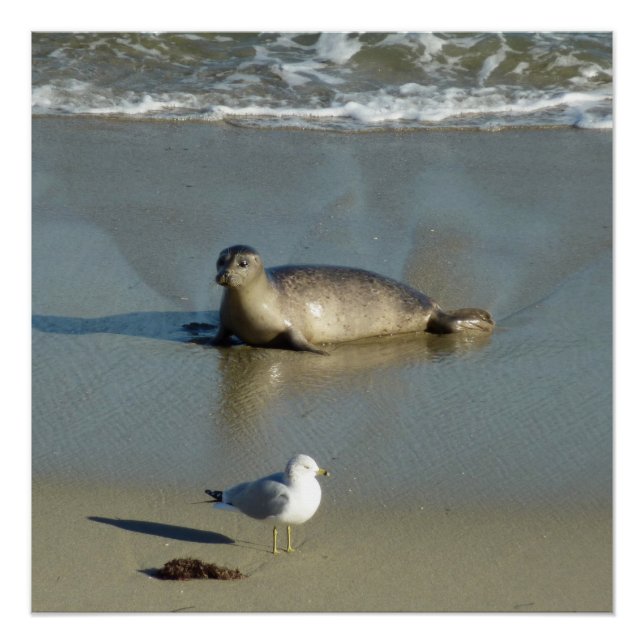 Harbor Seal at La Jolla California Poster (Front)