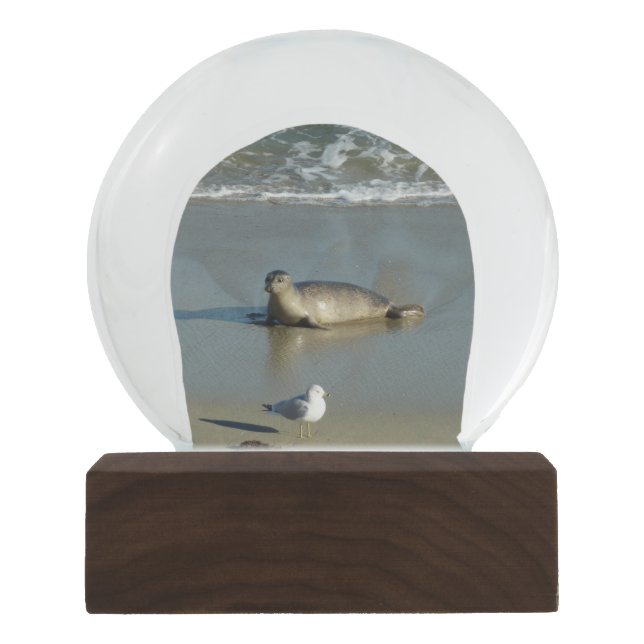 Harbor Seal at La Jolla California Snow Globe (Front)