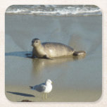 Harbor Seal at La Jolla California Square Paper Coaster
