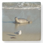 Harbor Seal at La Jolla California Stone Coaster