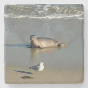 Harbor Seal at La Jolla California Stone Coaster