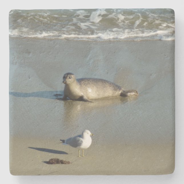Harbor Seal at La Jolla California Stone Coaster (Front)
