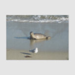 Harbor Seal at La Jolla California Tissue Paper