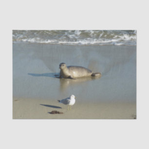 Harbor Seal at La Jolla California Tissue Paper