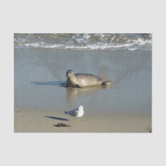Harbor Seal at La Jolla California Tissue Paper (Front)