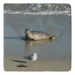 Harbor Seal at La Jolla California Trivet