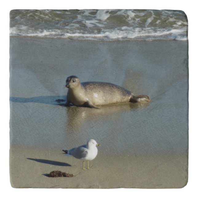 Harbor Seal at La Jolla California Trivet (Front)