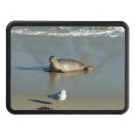 Harbor Seal at La Jolla Hitch Cover