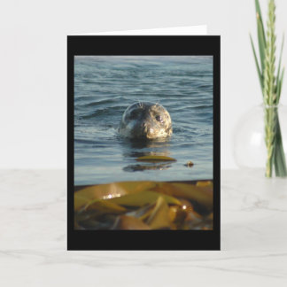 Harbor Seal Greeting Card