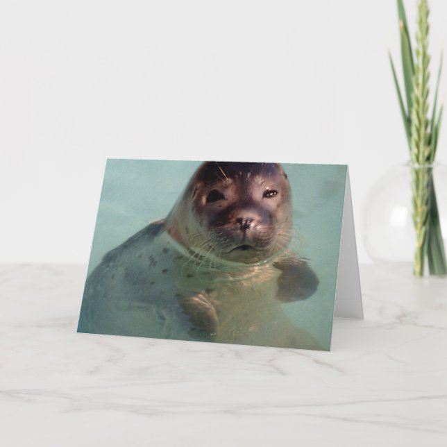 Harbor Seal Greeting Card (Front)