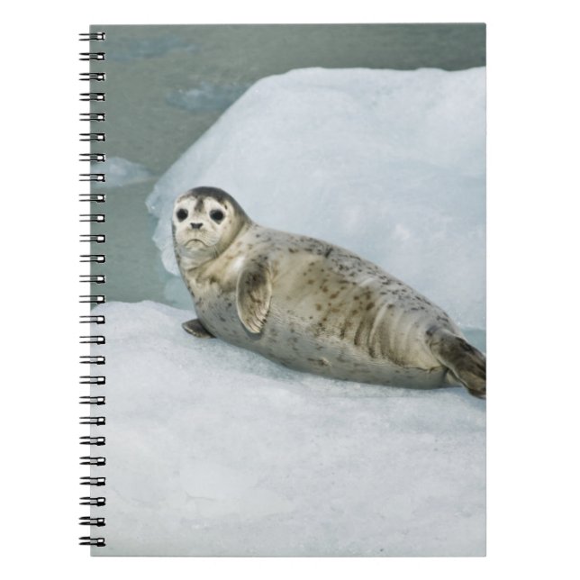 Harbor Seal Notebook (Front)