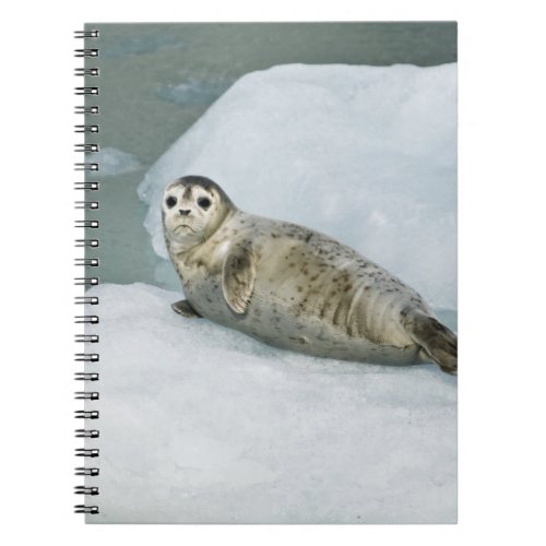 Harbor Seal Notebook