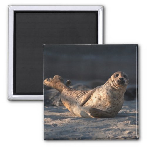 Harbor seal on beach magnet